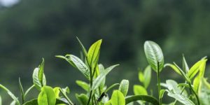 茶