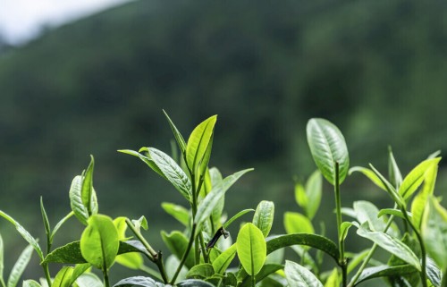 茶